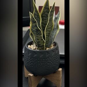 Faux snake plant decoration